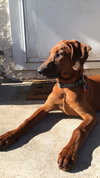 Howe -puppy