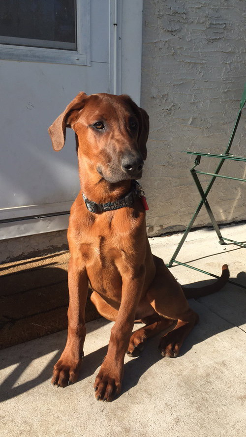 Howe -puppy