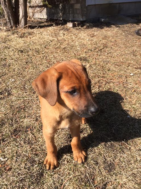Marko -Puppy