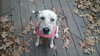 Dottie