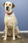 Dottie