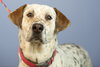 Dottie