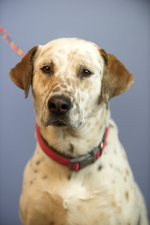 Dottie