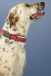 Dottie