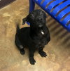Guiness -Puppy