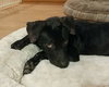 Guiness -Puppy