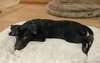 Guiness -Puppy