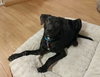 Guiness -Puppy