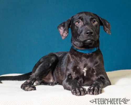 Guiness -Puppy