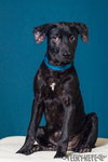 Guiness -Puppy
