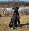 Guiness -Puppy