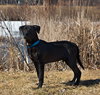 Guiness -Puppy