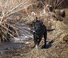 Guiness -Puppy