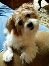 Linc