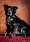 Gracie