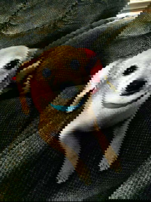 Nemo