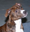 Oliver