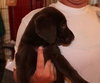 Angel -Puppy