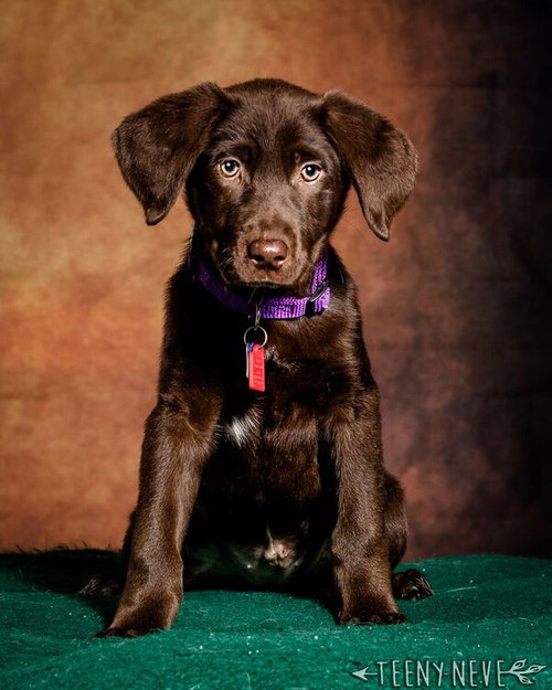Angel -Puppy