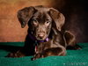 Angel -Puppy