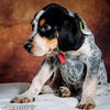 Copper -Puppy