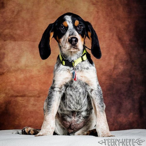 Copper -Puppy