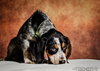 Copper -Puppy