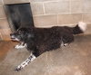 Spotty -Senior