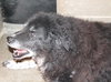 Spotty -Senior