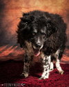Spotty -Senior