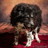 Spotty -Senior