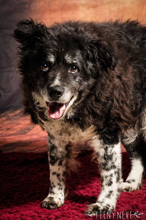Spotty -Senior