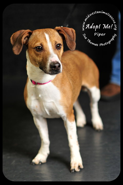 Piper