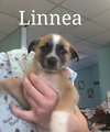 Linnea