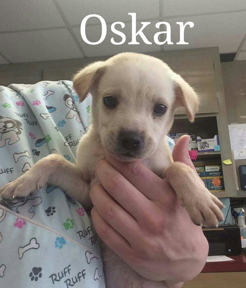 Oskar
