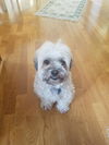 Ollie