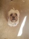 Ollie