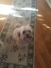 Ollie