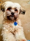 Ollie