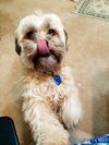 Ollie