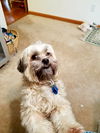 Ollie