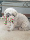 Ollie