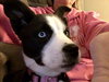 Marley Pup