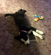 Marley Pup