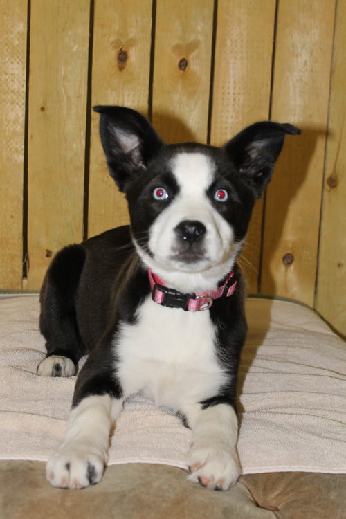 Marley Pup