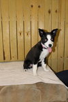 Marley Pup