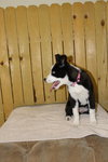 Marley Pup