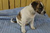 Ryker