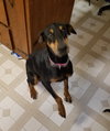 Heidi
