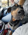 Heidi